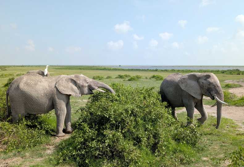 Elefanten im Amboseli Nationalpark