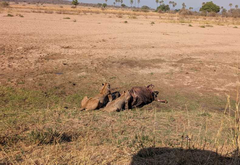 Löwinnen bei einer Mahlzeit im Ruaha Nationalpark, Südtansania