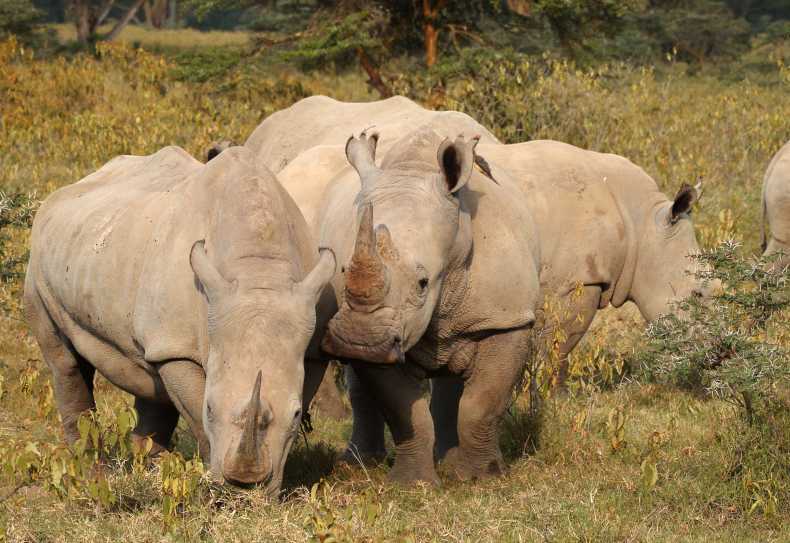 Breitmaulnashörner im Lake Nakuru Nationalpark