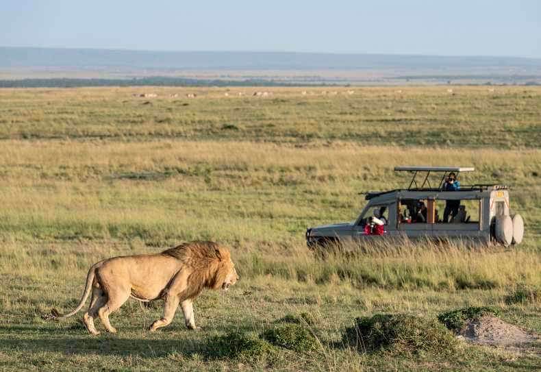 Pirschfahrt in der Massai Mara