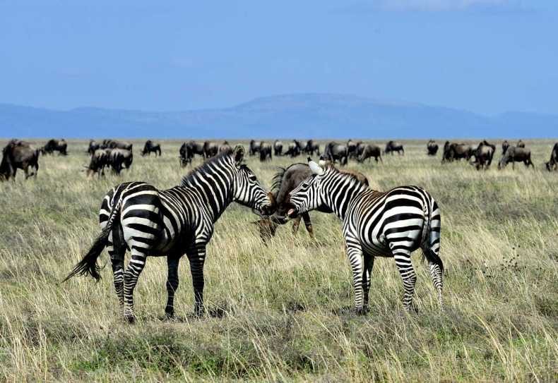 Zebras und Gnus in der Serengeti