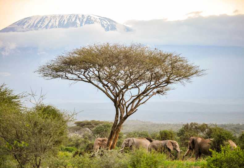 Elefanten vor dem Kilimanjaro im Amboseli Nationalpark