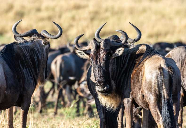 Gnus in der Serengeti