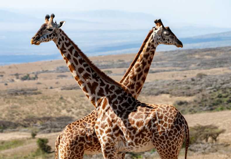 Giraffen im Ngorongoro-Hochland