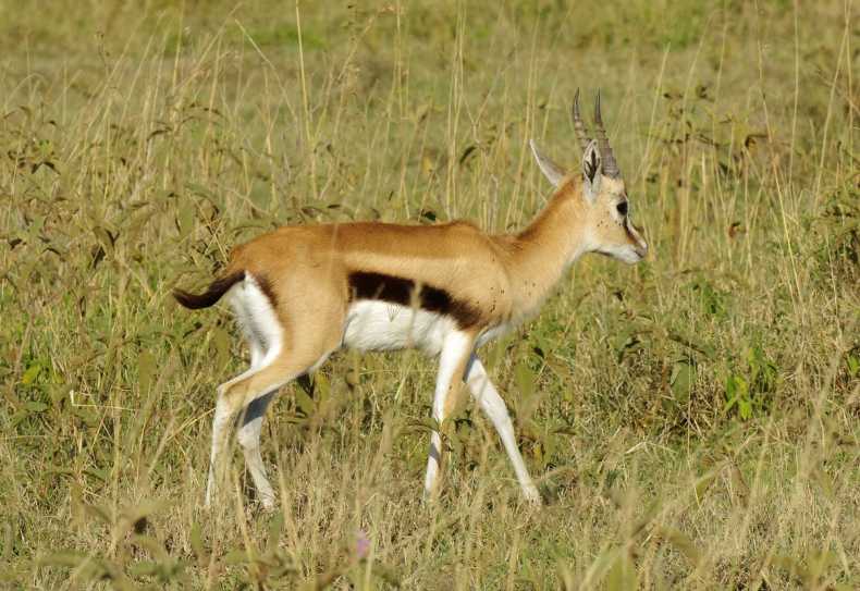 Thomson Gazelle im Lake Nakuru Nationalpark