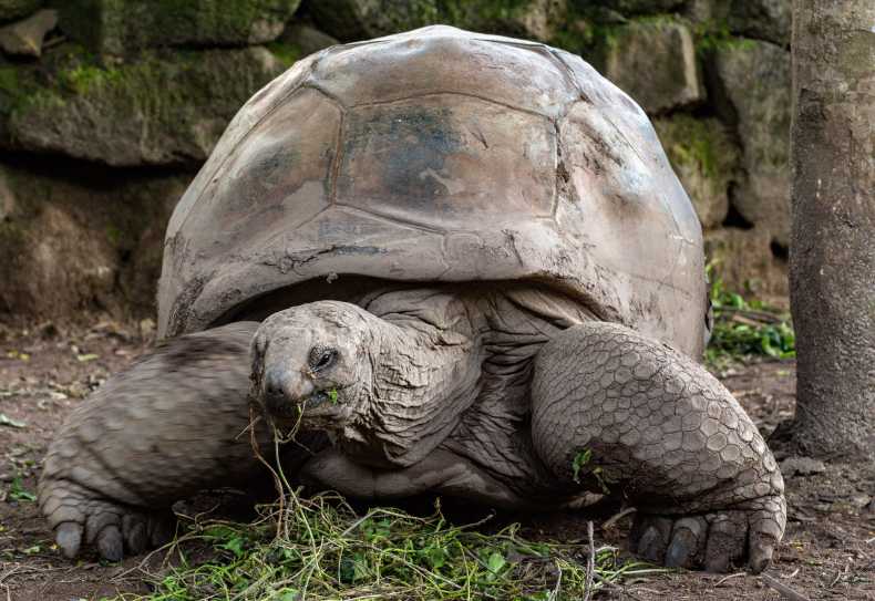 Riesenschildkröte in Chamarel, Mauritius