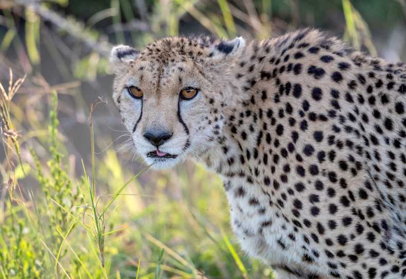 Gepard in der Massai Mara