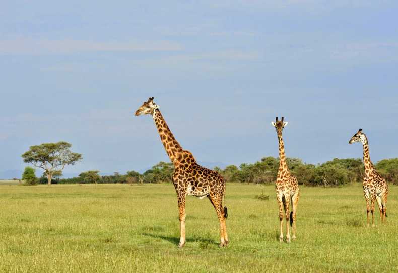 Giraffen in der westlichen Serengeti
