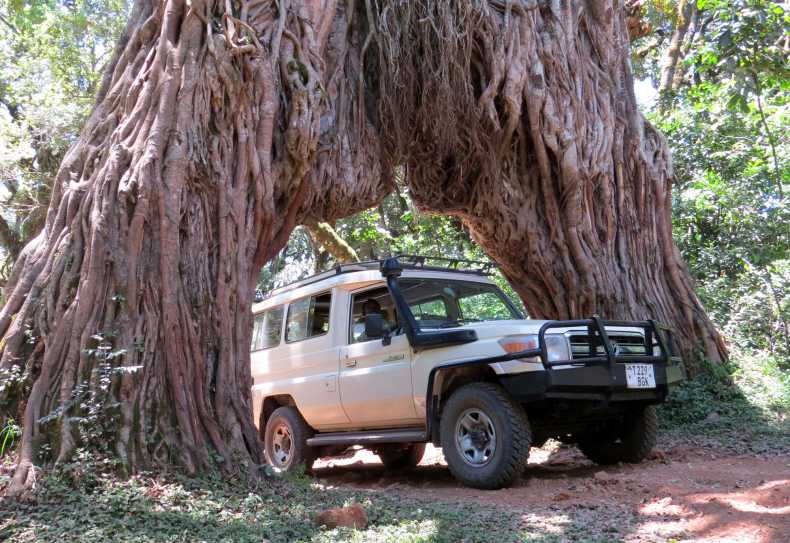 Am Fig Tree, Arusha Nationalpark