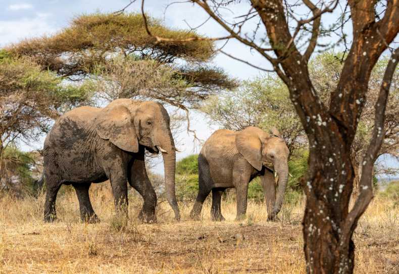 Elefanten im Tarangire Nationalpark
