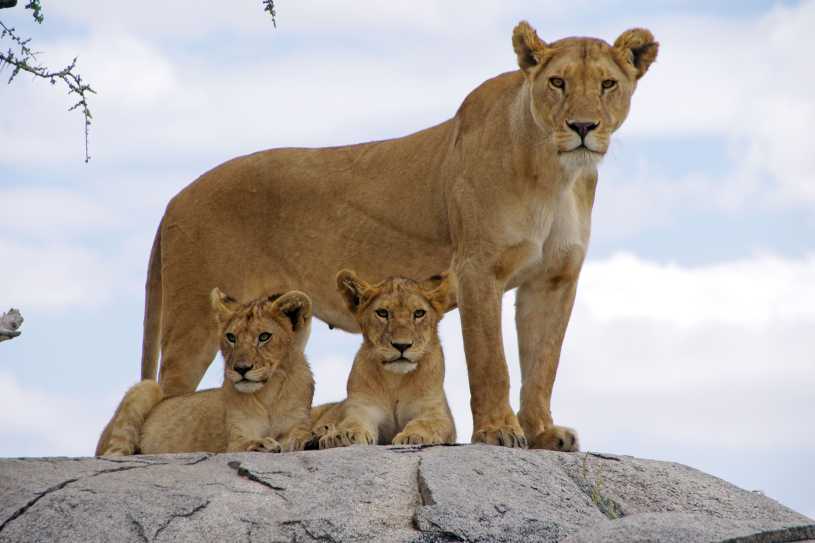 Löwen auf einer Kopje in der Serengeti